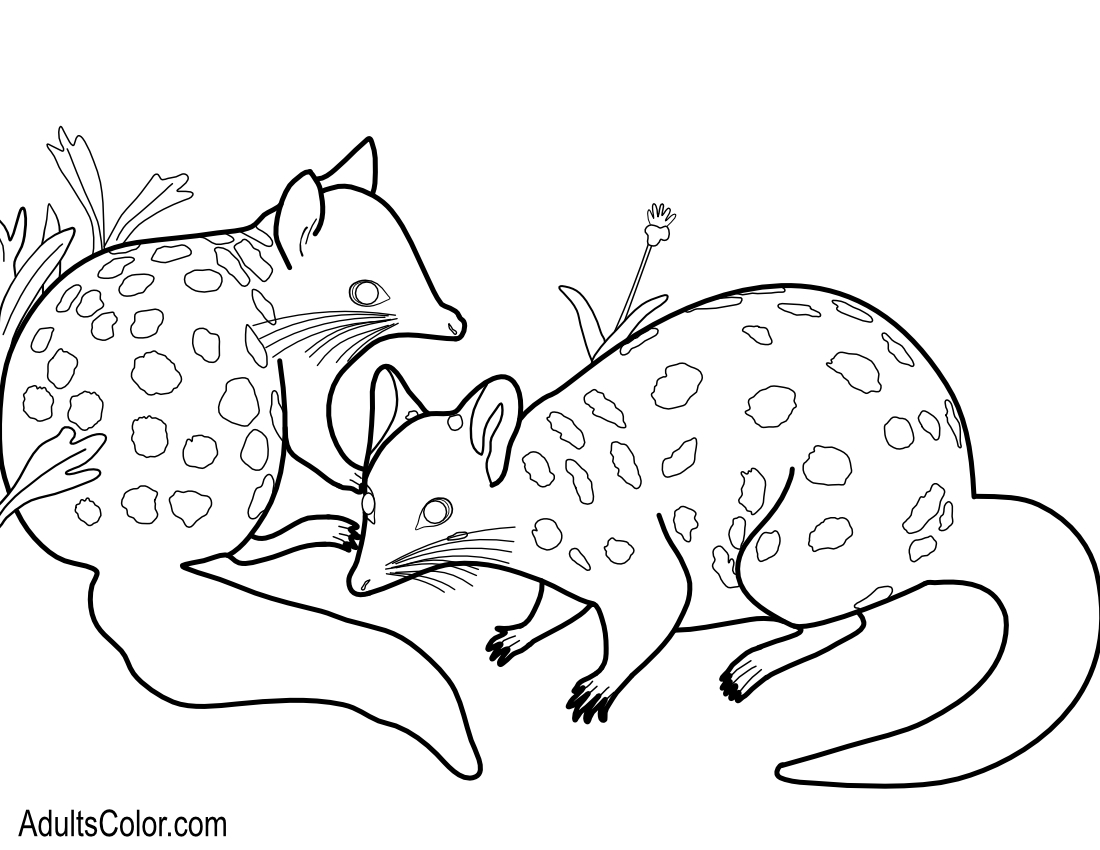 Two Tasmanian quolls.