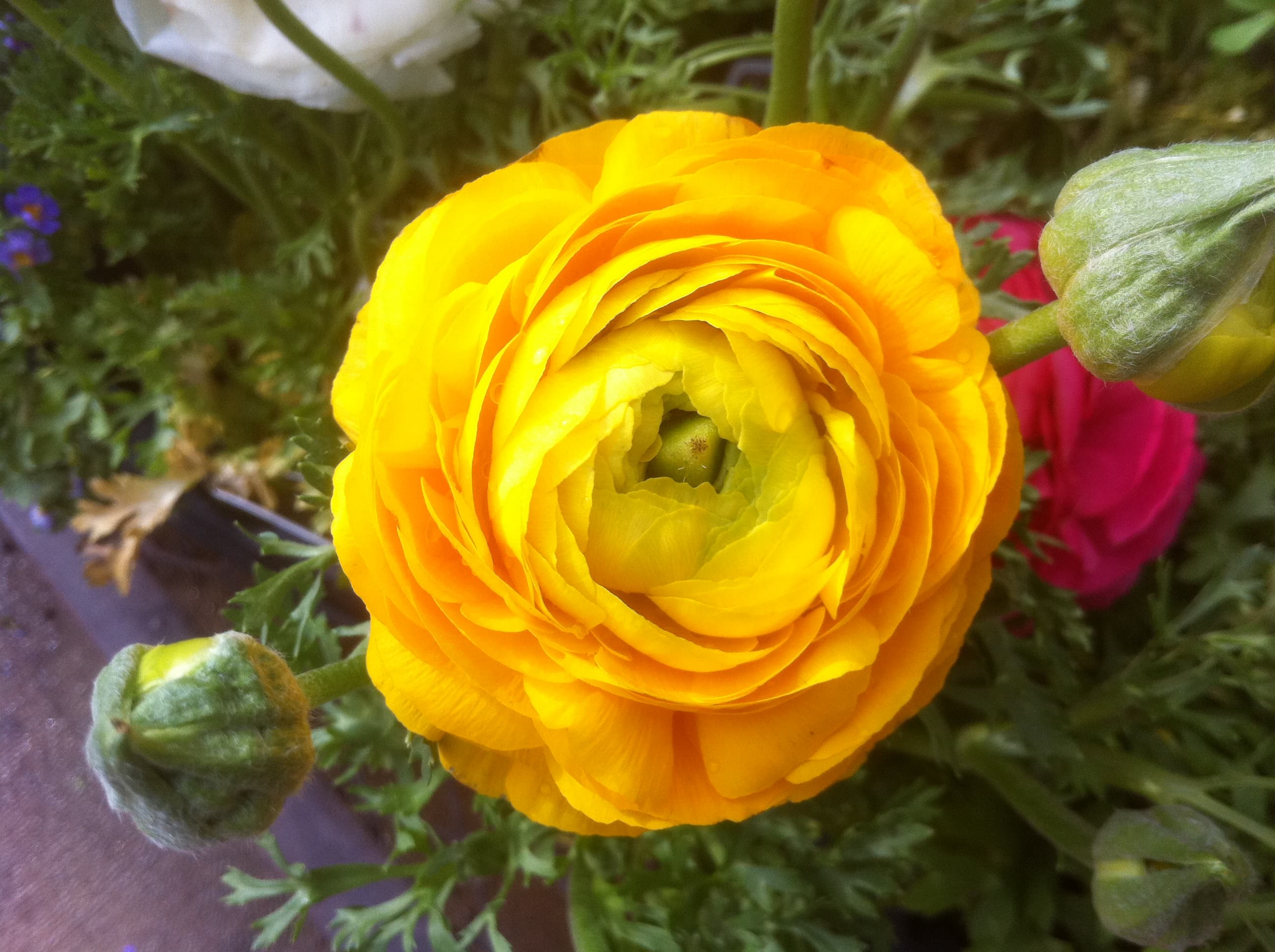 Yellow Ranunculus