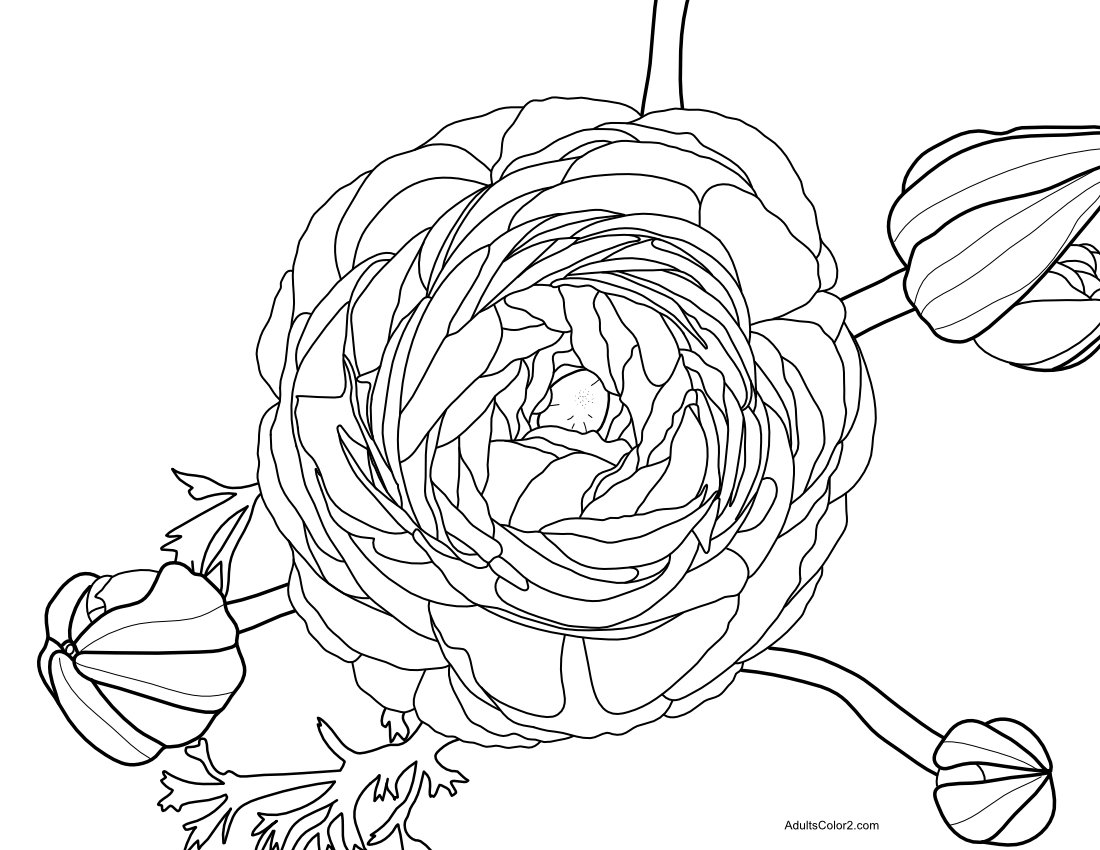 Ranunculus line drawing for coloring.