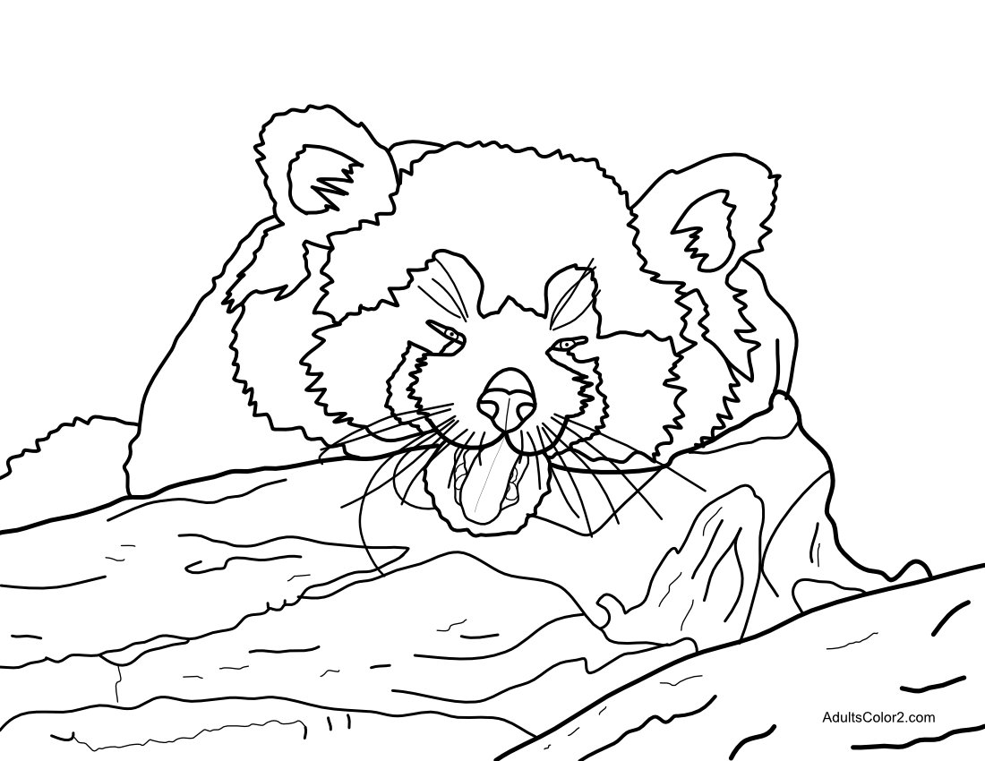 Red Panda relaxing on a branch.