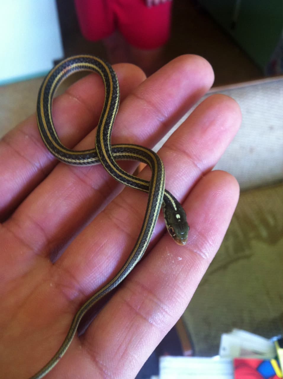 Ribbon snake in my son's hand.