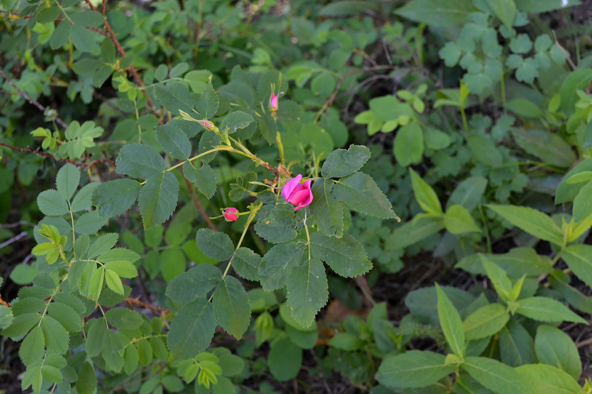 Pink wild rose bud found on the Beaver Ponds Trail Yellowstone Park.