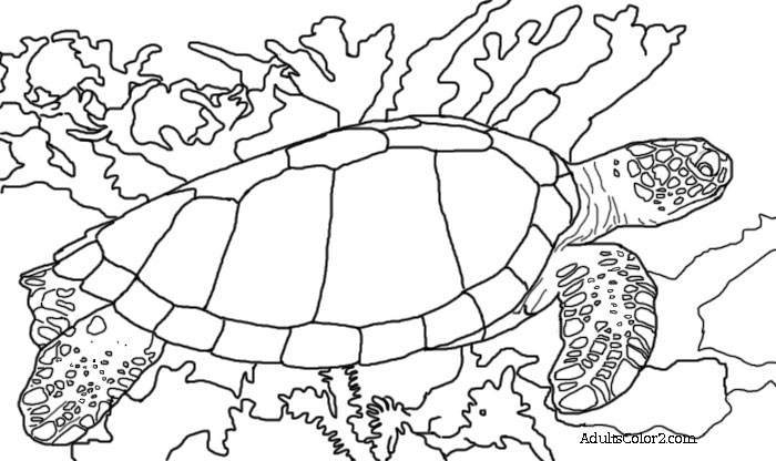 Sea Turtle Coloring Page: Help Hawksbills