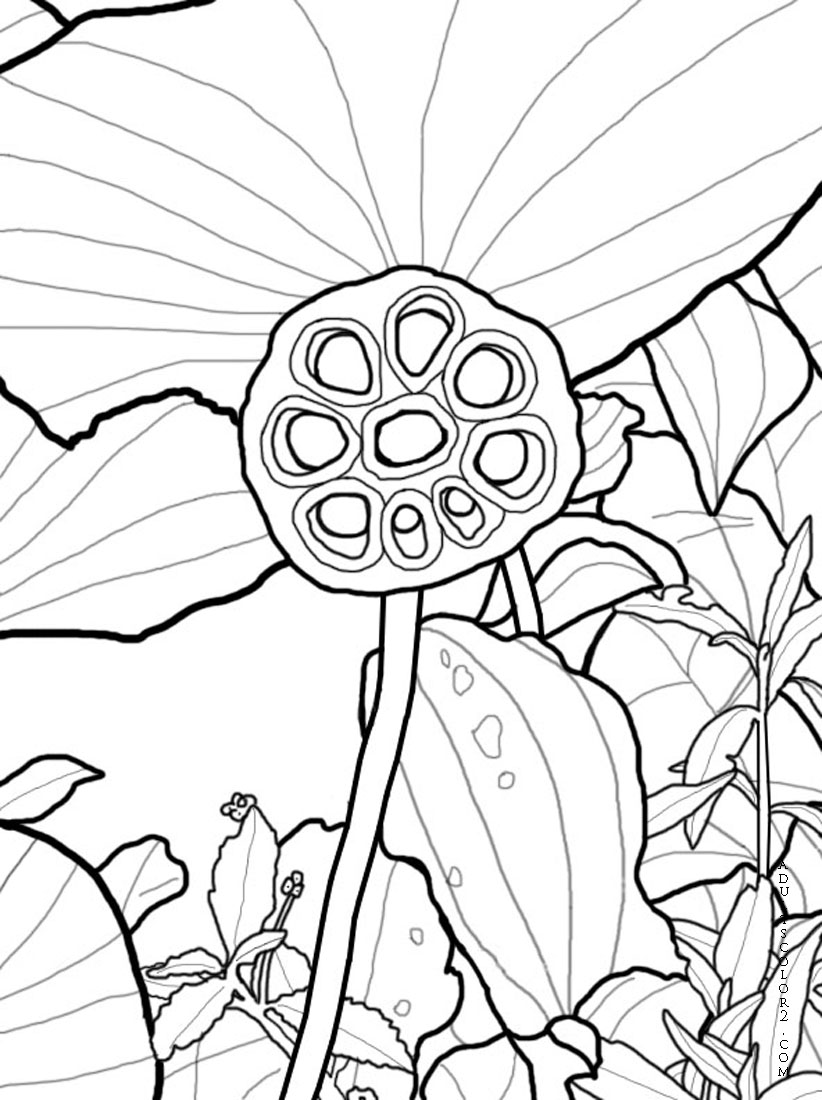 Lotus Flower or Water Lily Coloring Page