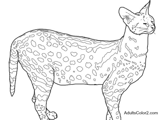 Download Zoo Coloring Pages: Free Admittance