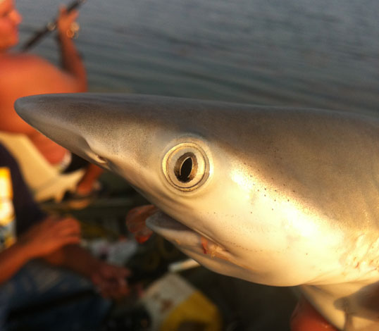 Close up of a shark my son caught in the Gulf of Mexico. Close up of a shark's head.