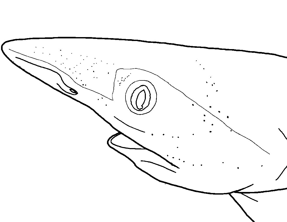 Close up of a shark's head.