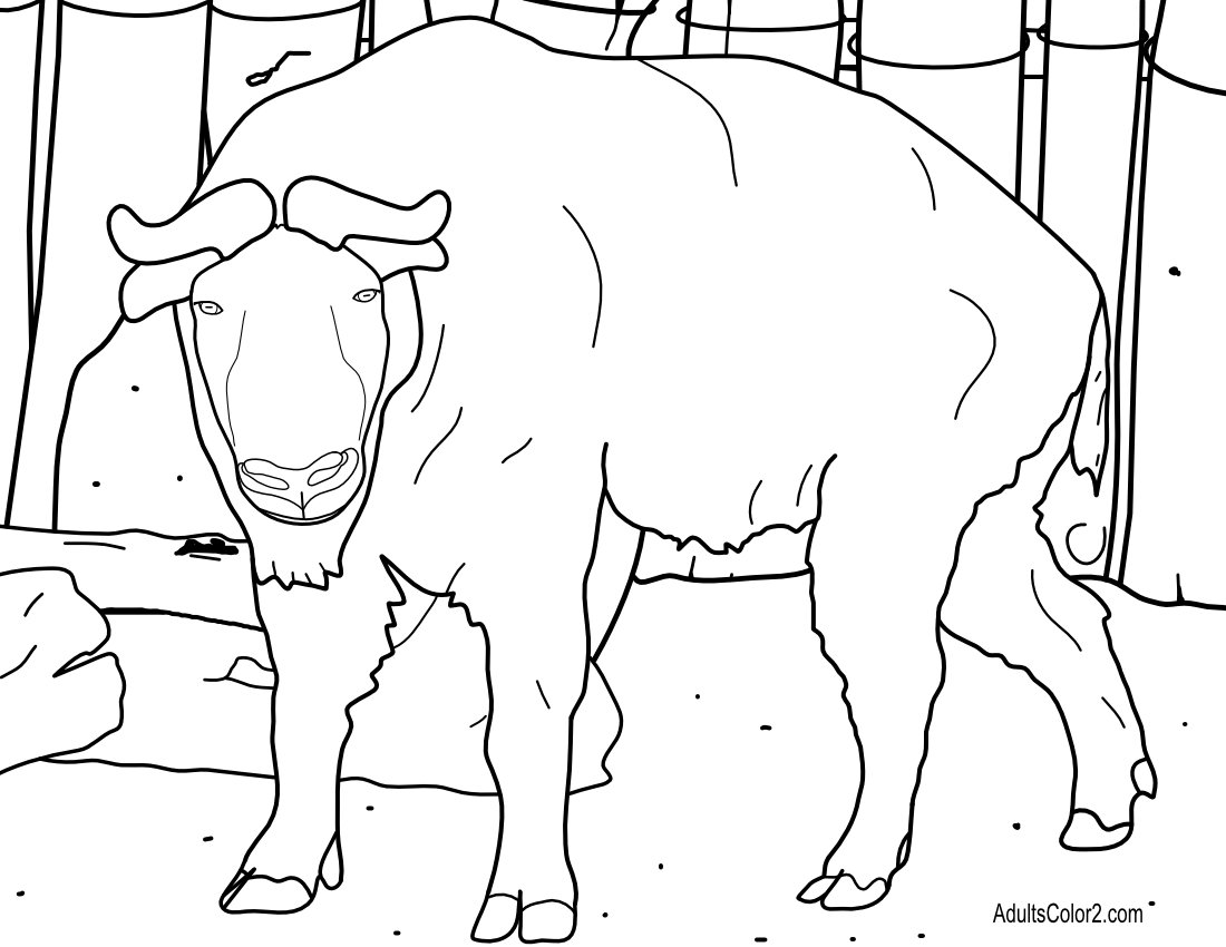 Zoo Coloring Pages: Free Admittance