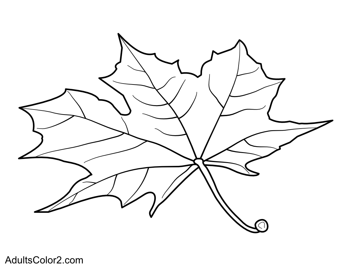 A single maple leaf in fall.