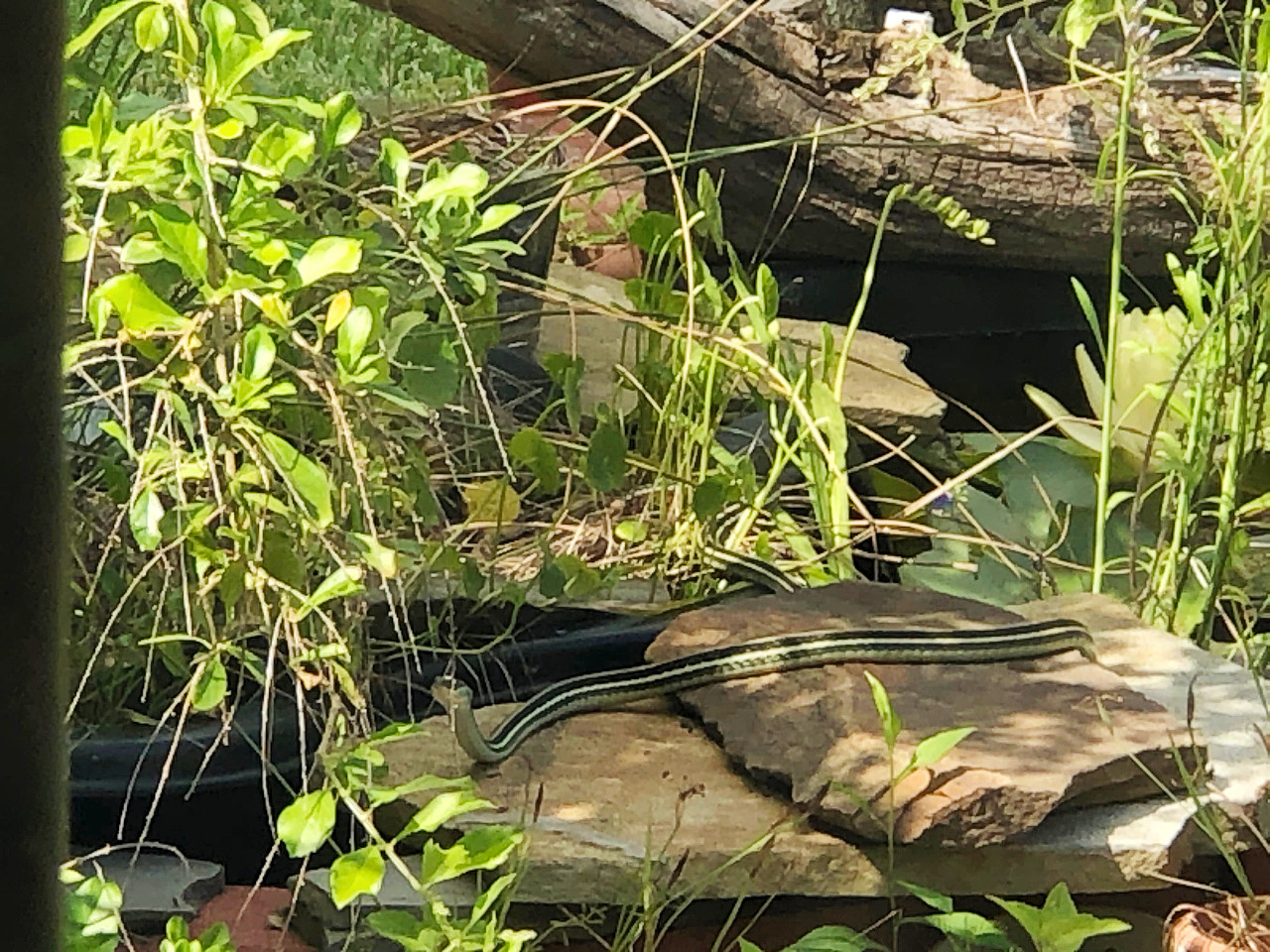 Snake near my pond.