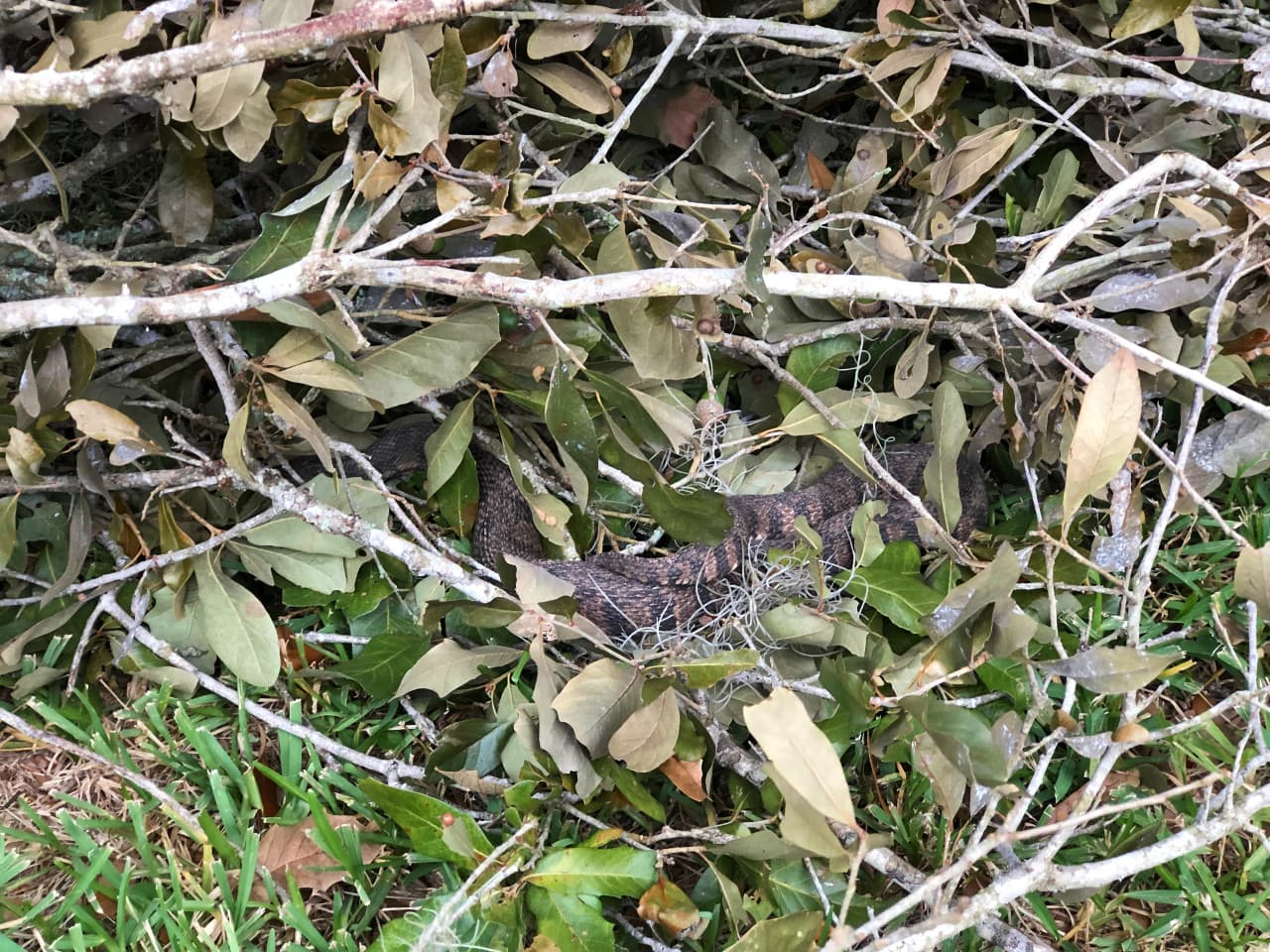 Snake hiding in a brush pile.