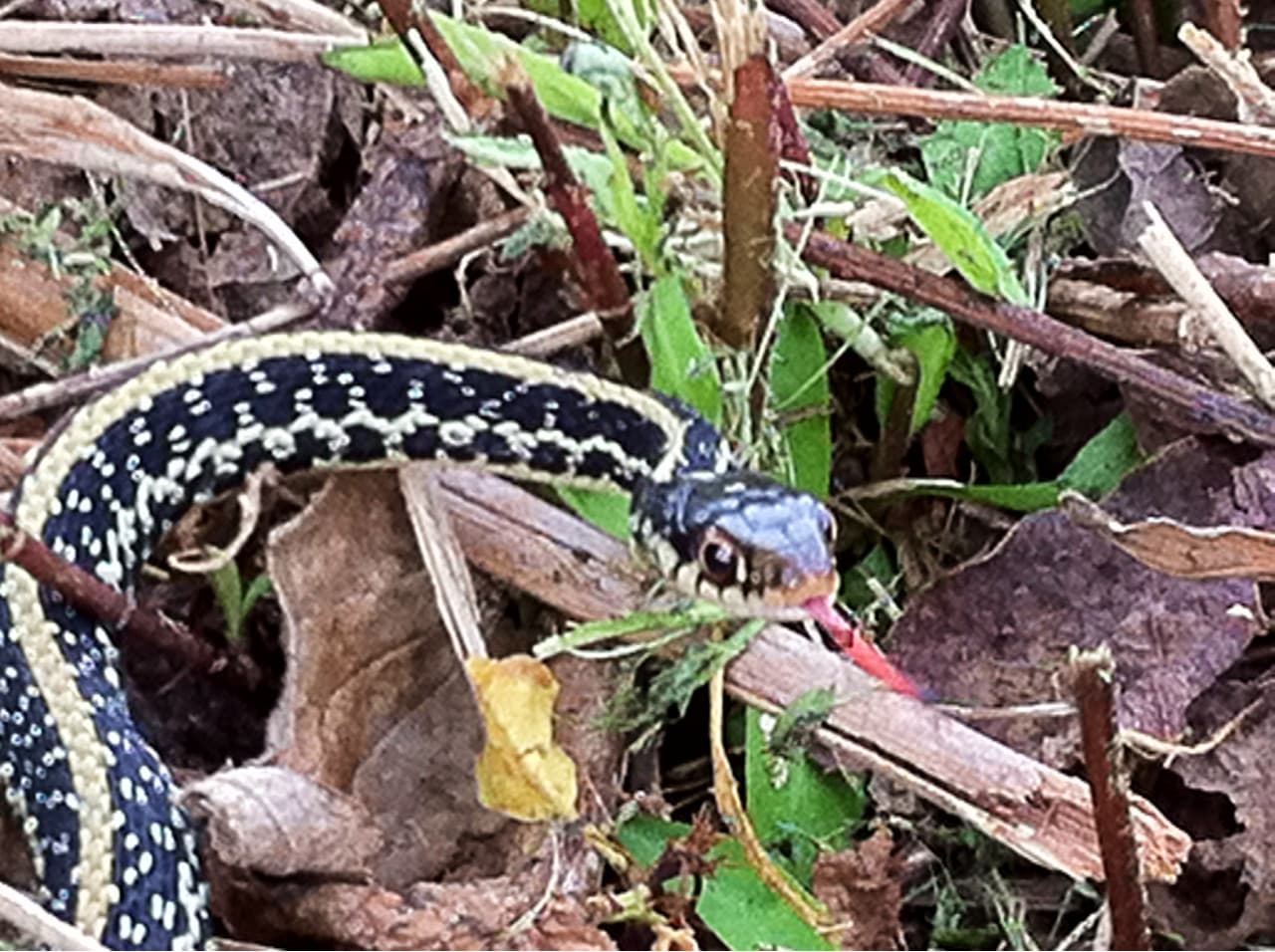 Snake in grass flicking tongue.