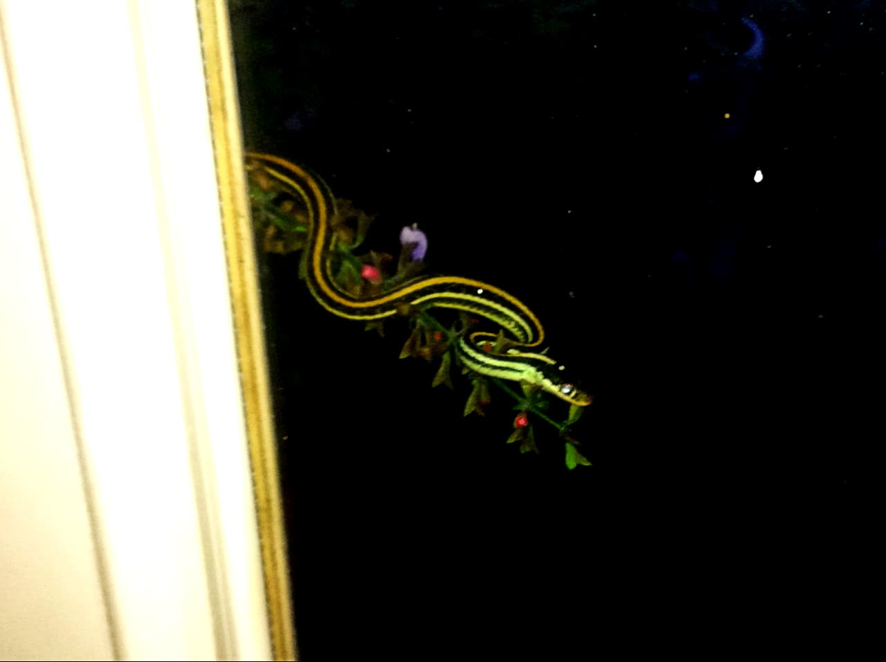 Snake looking in my window.