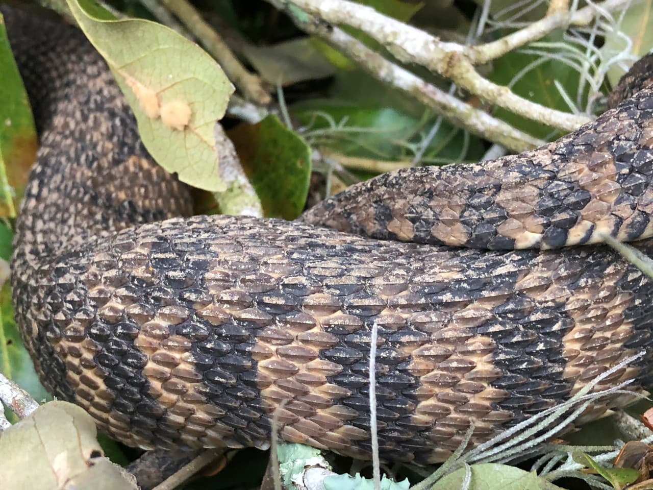 Closeup of snake scales.