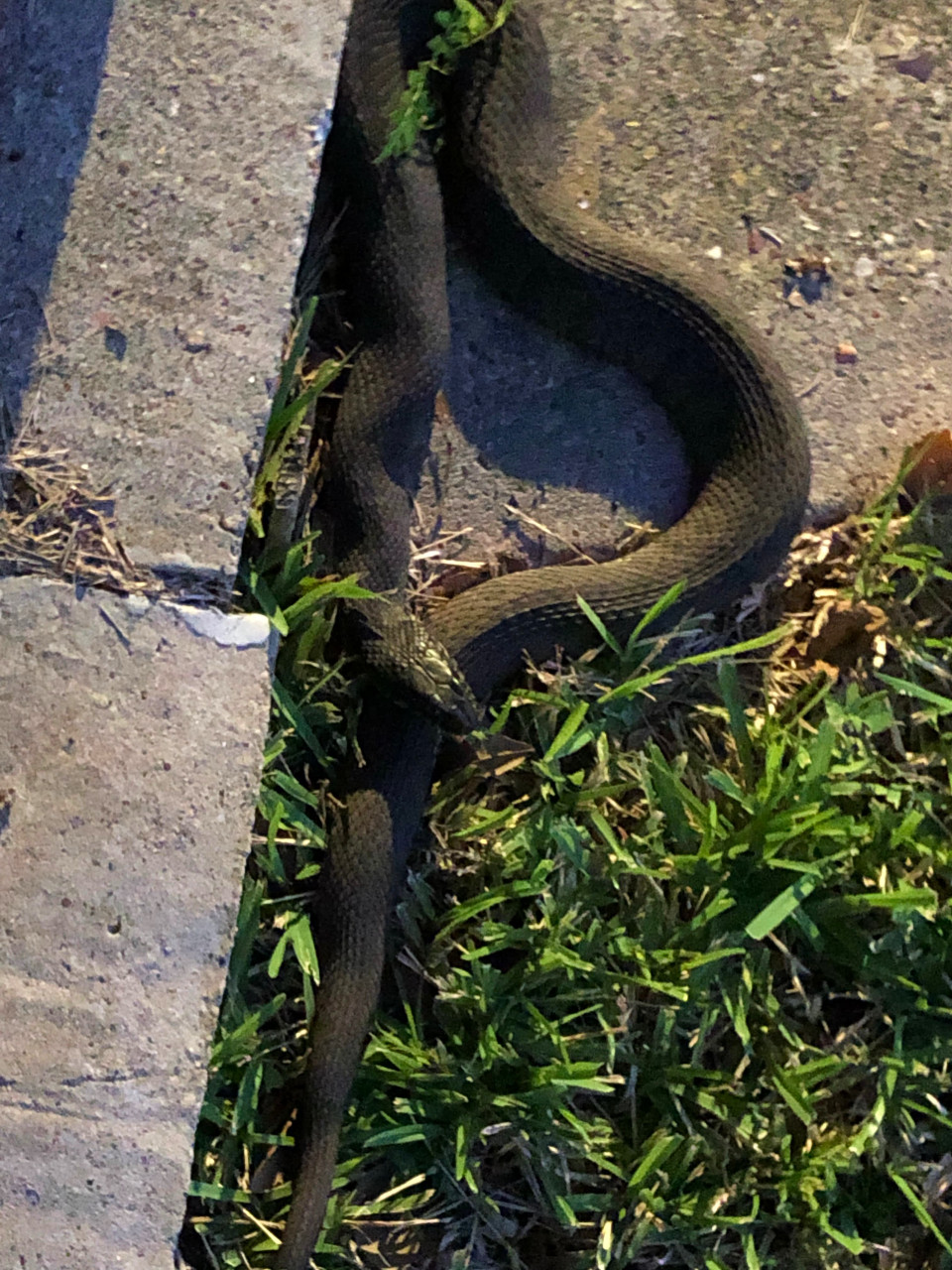 Black snake sunning.