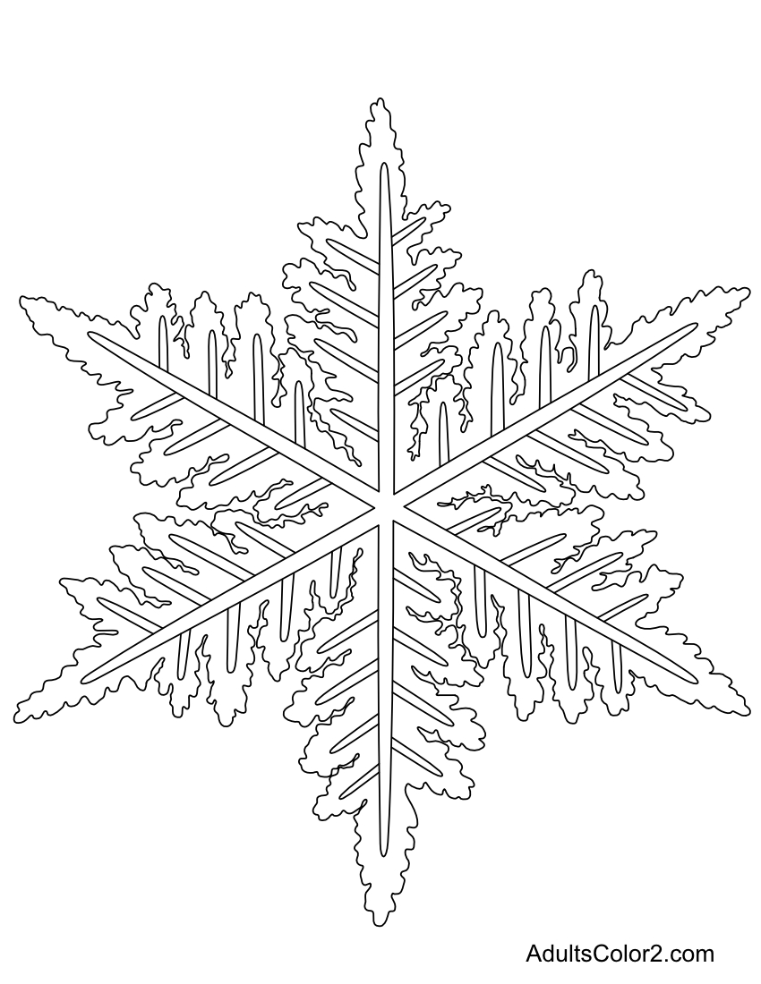 Drawing of an actual snowflake with leafy branches.