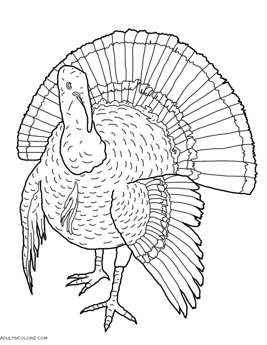 black throated gray turkey coloring pages