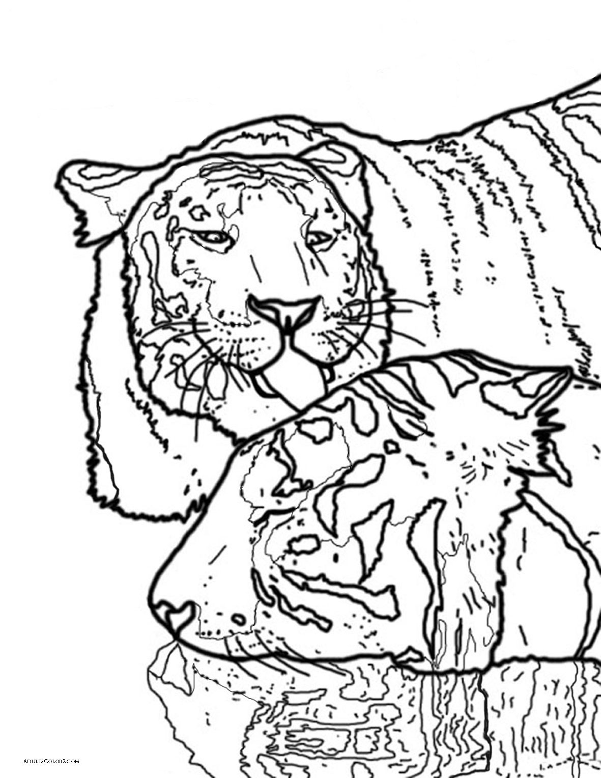 Tigers bathing no rocks.