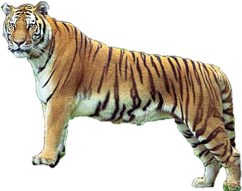 Photo of a tiger. Source:WikimediaCommons