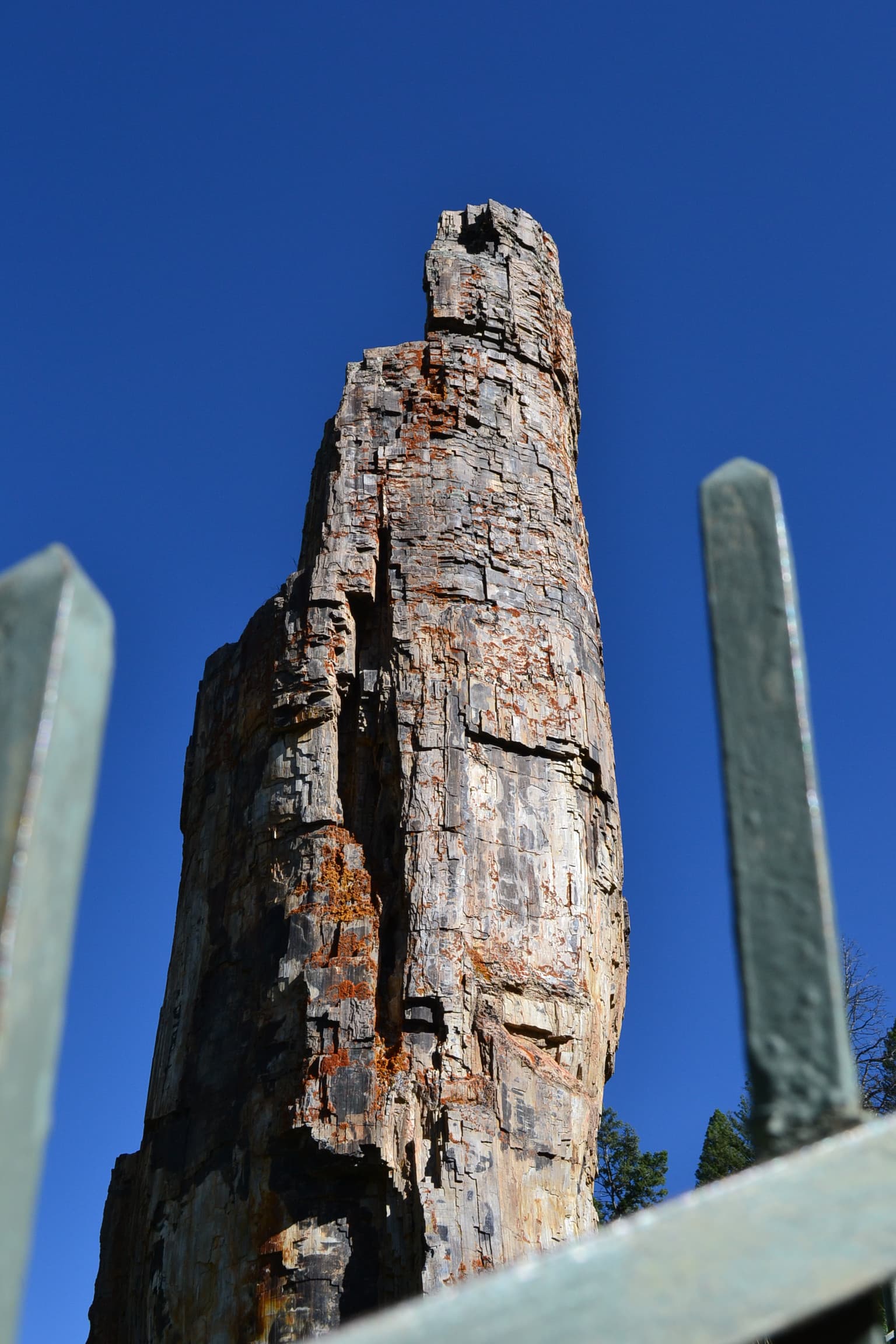 Closeup view of a standing petrified tree.