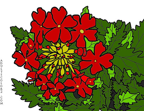 Red verbena flowers. Red verbena flowers.