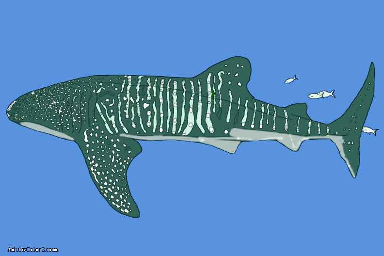 Whale shark drawing colored in. Whale shark drawing colored in.