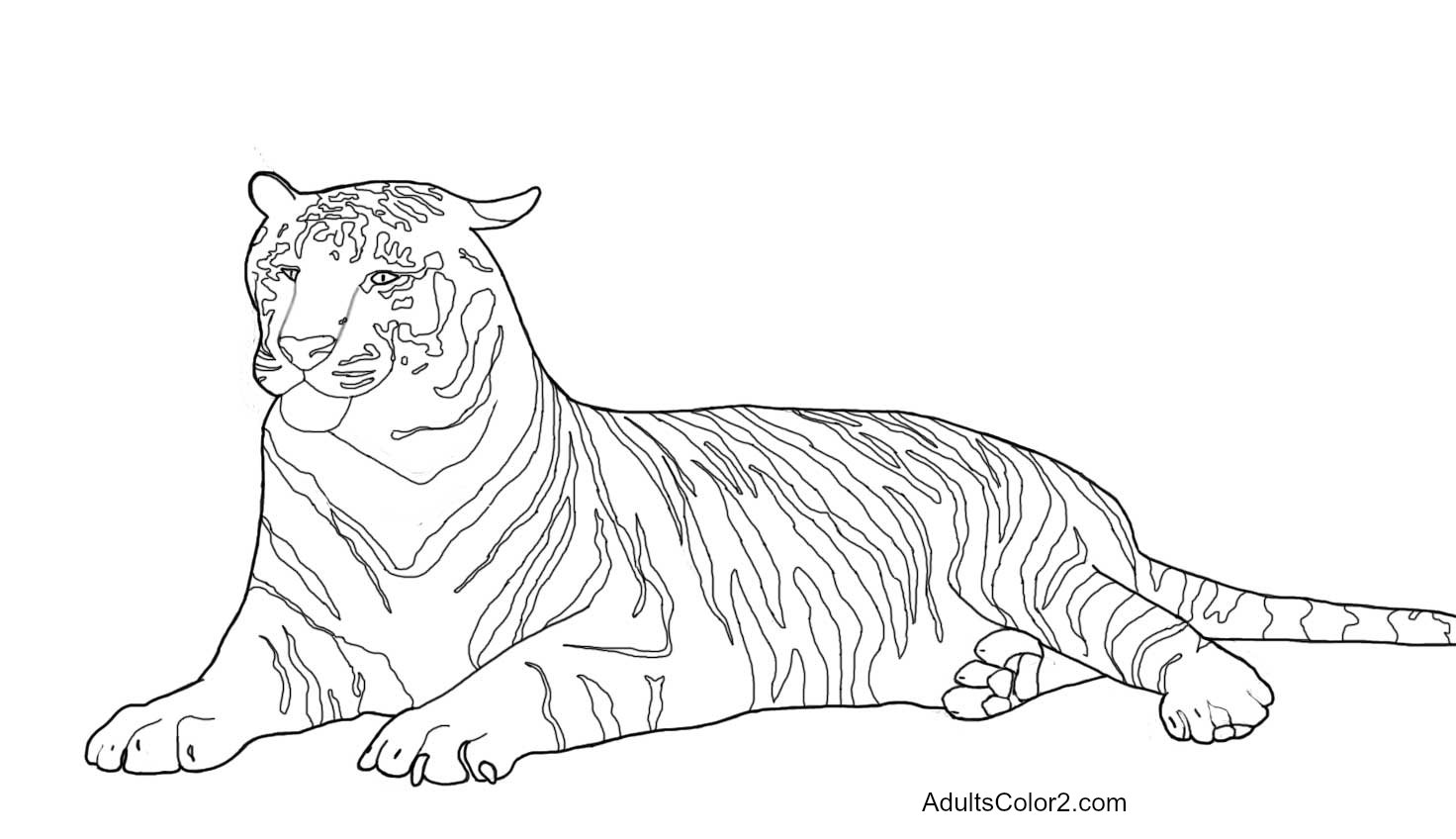 Tiger Coloring Pages: Powerful Pussycats