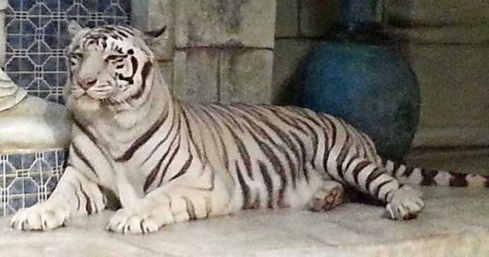 White tiger photo.