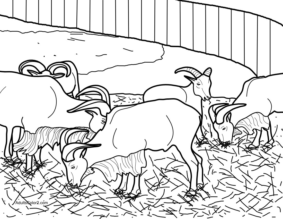 Wild goat-like animals on display at the zoo.