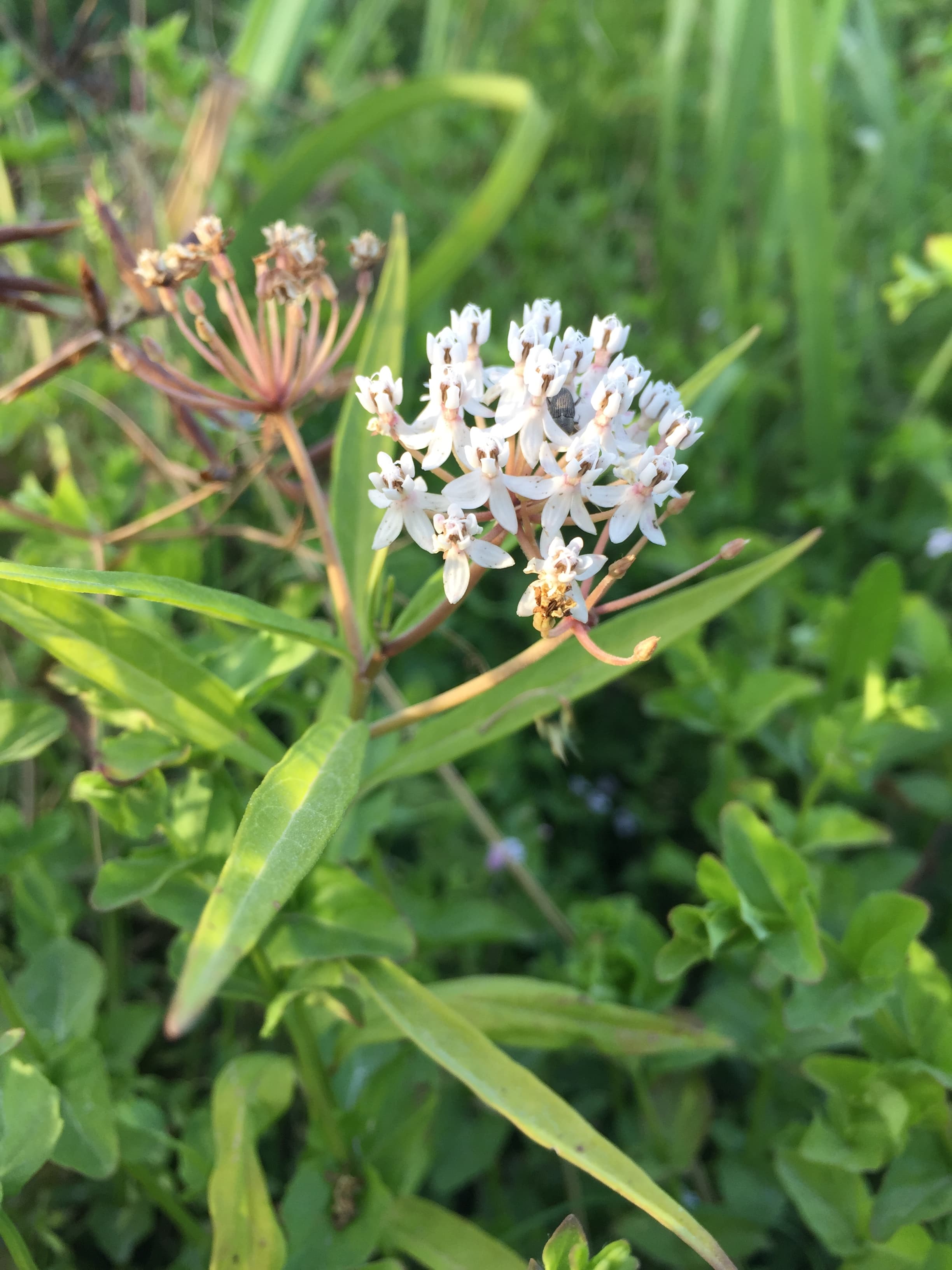 milkweed wild growing neighborhood domain