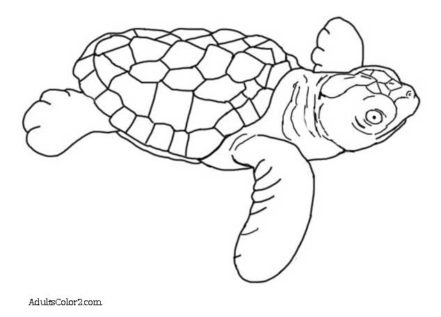 Ocean Coloring Pages: See What Lurks Below!