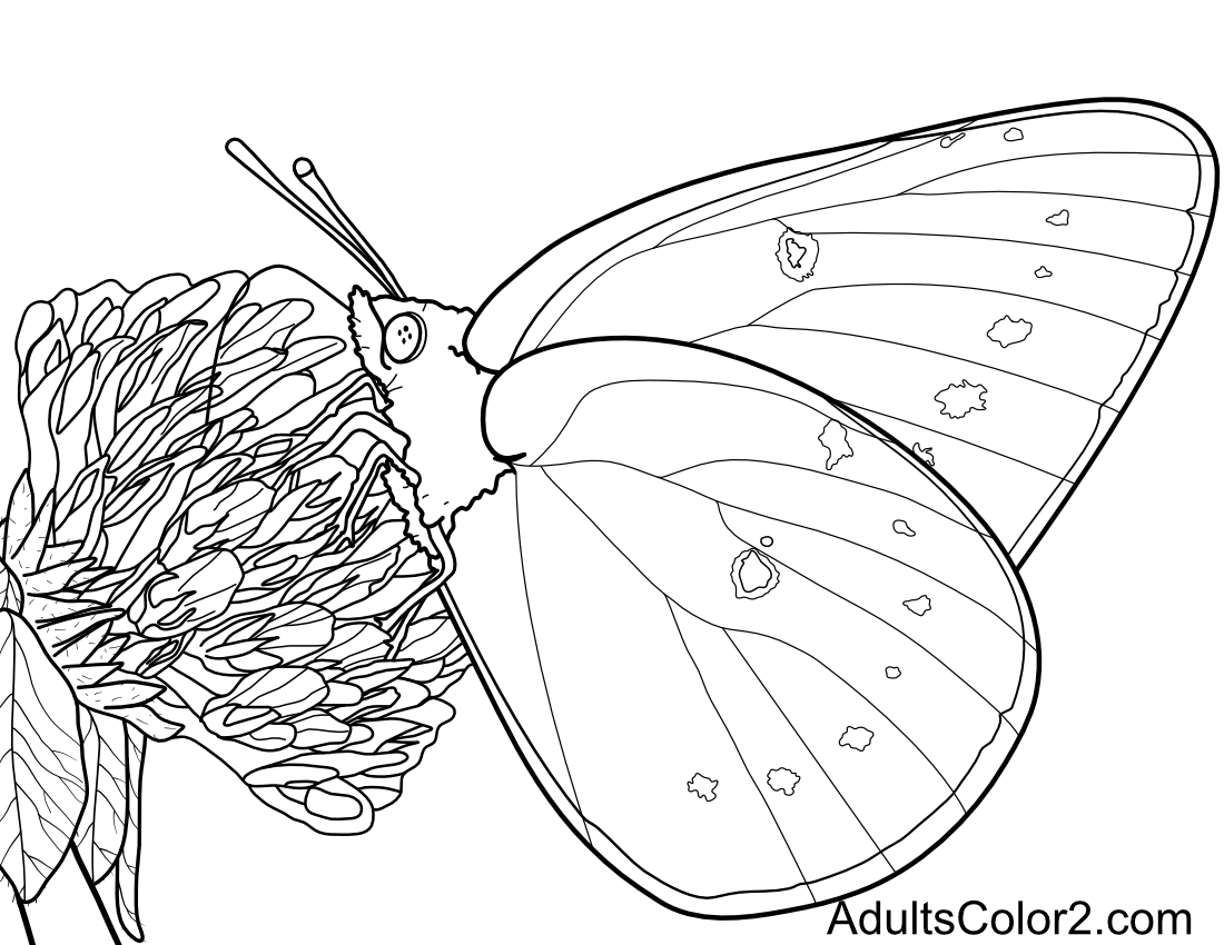 Yellow butterfly on clover drawing.
