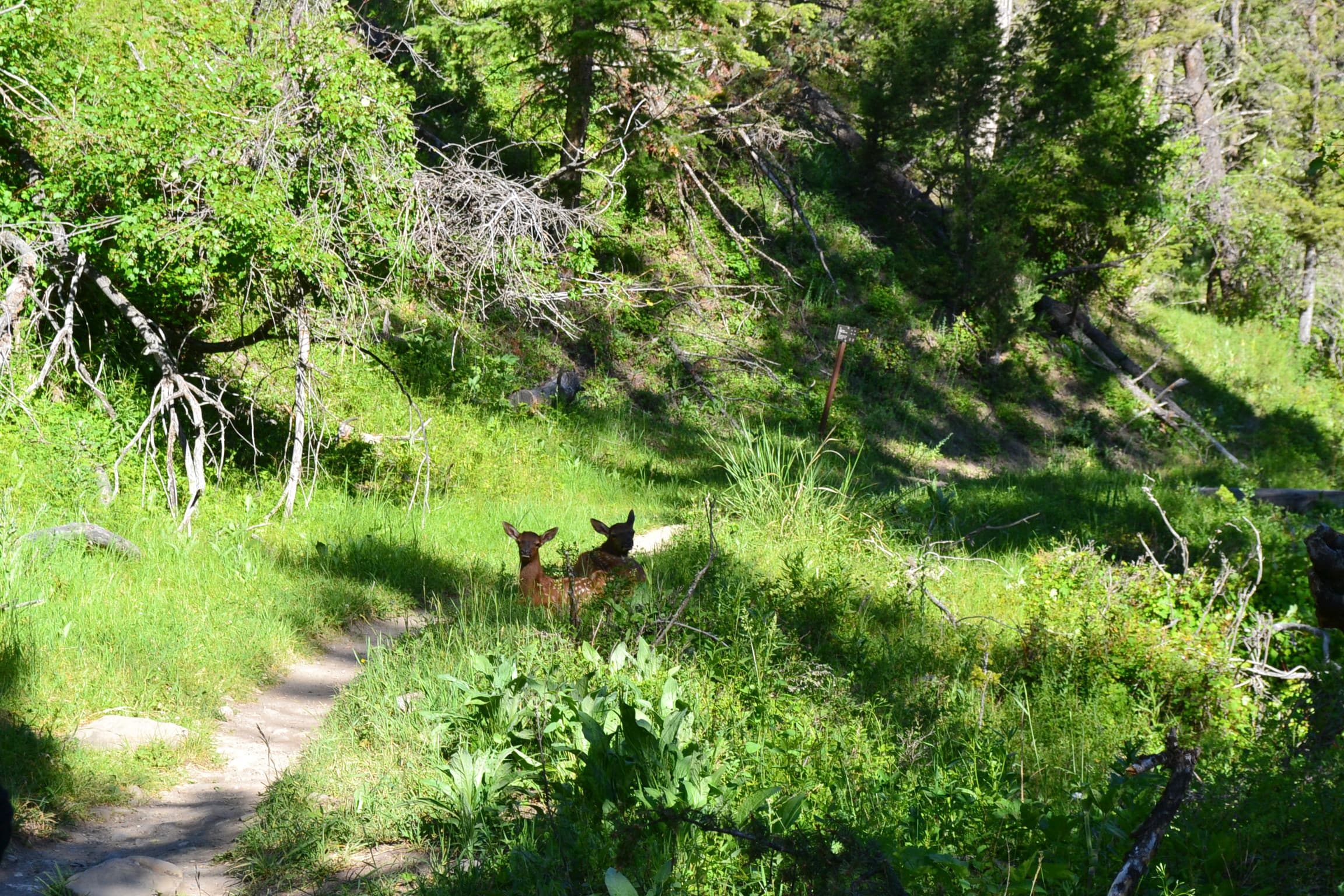 Young elk resting beside the Beaver Ponds Trail.
