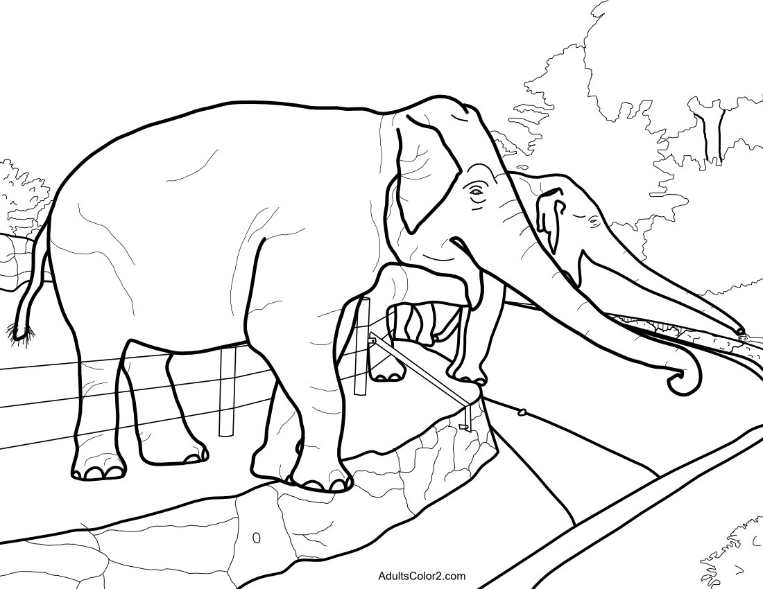 Elephants reaching for peanuts.